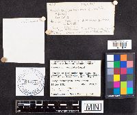 Russula maculata image