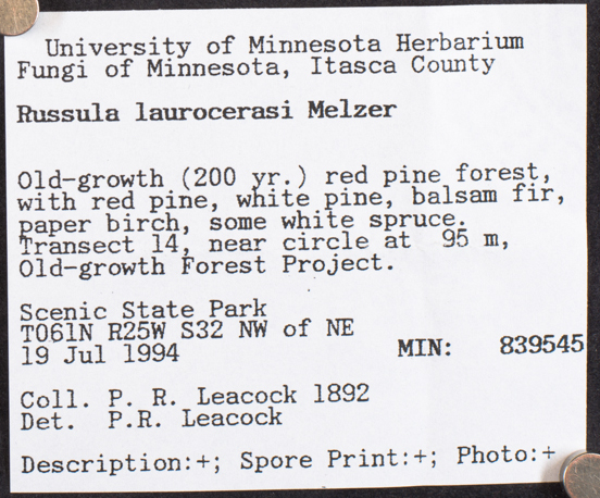 Russula laurocerasi image