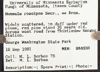 Russula nitida image