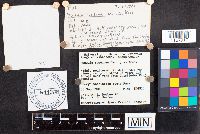 Russula nitida image