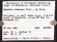 Russula nitida image