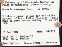 Russula nitida image