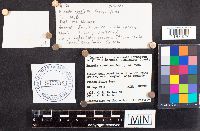 Russula nitida image