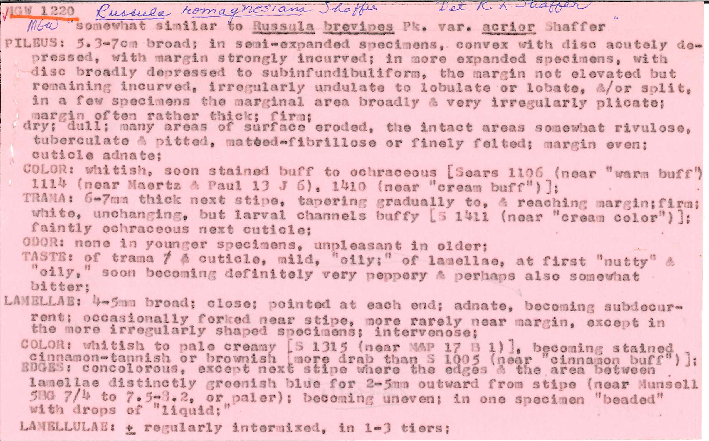 Russula romagnesiana image