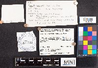 Russula nitida image