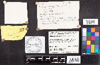 Russula nitida image