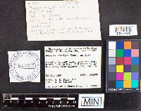 Russula nitida image