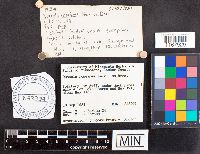 Russula nitida image