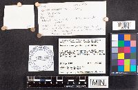 Russula nitida image