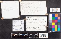 Russula nitida image