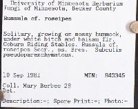 Russula nitida image