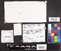 Russula nitida image