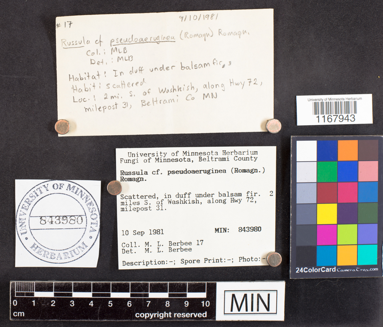 Russula pseudoaeruginea image