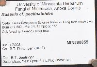 Russula pectinatoides image