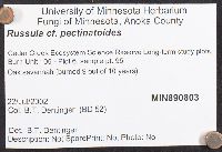 Russula pectinatoides image