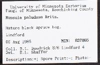 Russula paludosa image