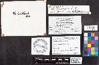 Russula paludosa image