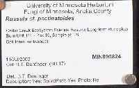 Russula pectinatoides image