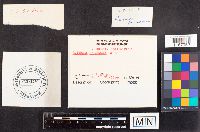 Russula paludosa image