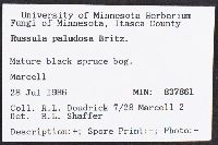Russula paludosa image