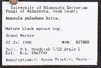 Russula paludosa image