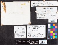 Russula paludosa image