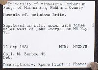 Russula paludosa image