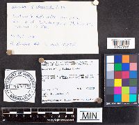 Russula paludosa image