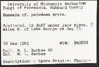 Russula paludosa image