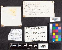 Russula paludosa image