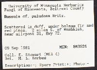 Russula paludosa image