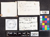 Russula paludosa image