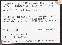 Russula paludosa image