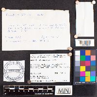 Russula paludosa image