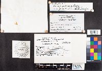 Russula paludosa image