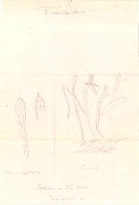 Russula paludosa image