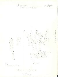 Russula paludosa image