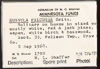 Russula paludosa image