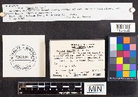 Russula paludosa image