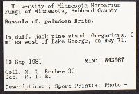Russula paludosa image