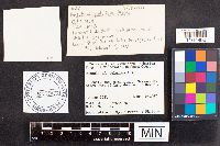 Russula paludosa image