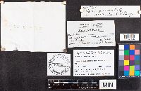 Russula paludosa image