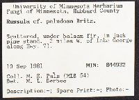 Russula paludosa image