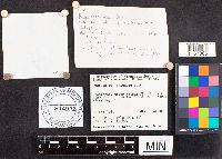 Russula paludosa image