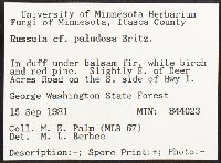 Russula paludosa image