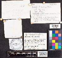 Russula paludosa image