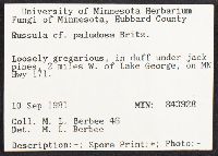 Russula paludosa image