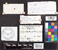 Russula paludosa image