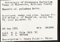 Russula paludosa image