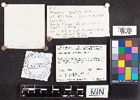 Russula paludosa image